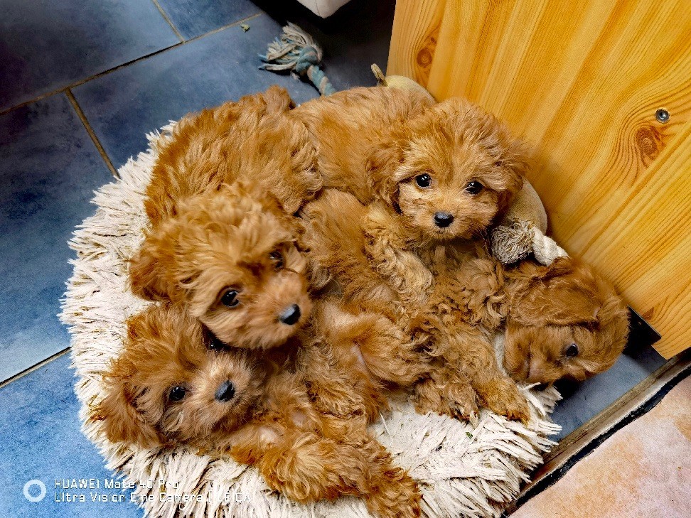 Accueil - Elevage Émilie Perrin - eleveur de chiens Cavalier King ...
